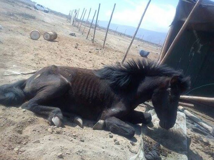 Maltrato animal: caballos son abandonados a su suerte en pleno desierto