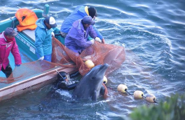 Japón enfrenta críticas y defiende la caza de delfines