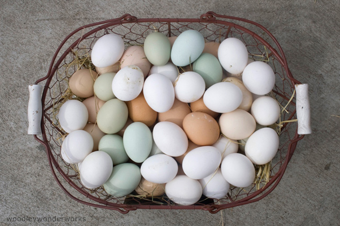 Cinco de cada 10 chilenos estaría dispuesto a pagar más para consumir huevos de gallina libre