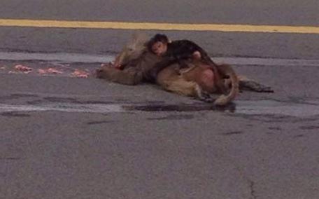 Mono abrazando a su madre muerta conmueve al mundo