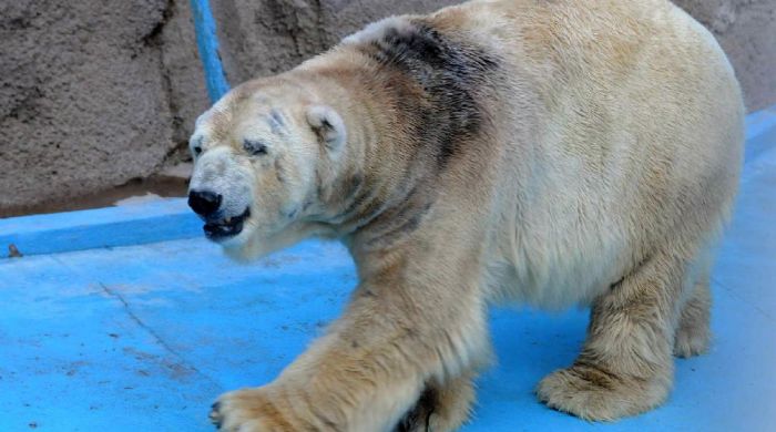 Arturo, el último oso polar de Argentina que se muere de calor
