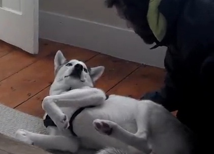 Video: Kennel, el perro husky que se niega a ir al canil con un rotundo «no»