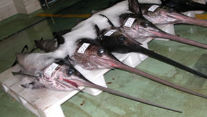 La lista de pescados que los expertos recomiendan evitar por alta presencia de mercurio