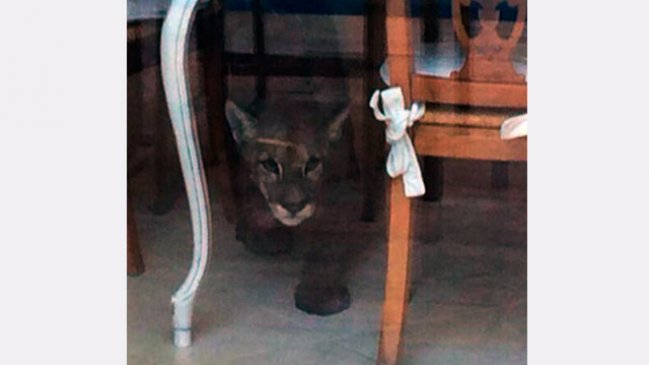 Puma fue encontrado al interior de una casa en Vitacura
