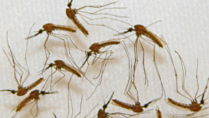 Los nazis planeaban ataque con mosquitos infectados de malaria