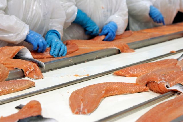 Productores de salmón acusan «grandes problemas de actualización» en datos de informe de la FAO