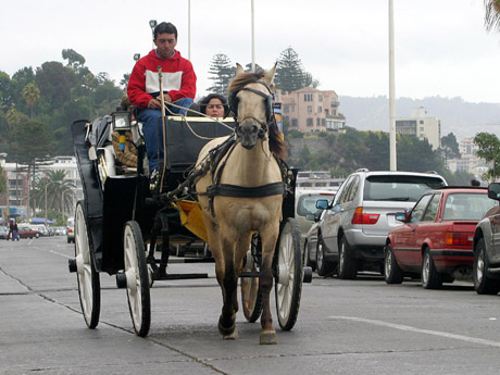Llaman a funar el Festival de Viña para poner fin al uso de caballos en paseos en Victorias