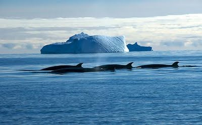 Celebran decisión de la Corte de La Haya de prohibir caza científica de ballenas