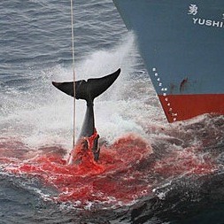 CIJ ordena a Japón que revoque los permisos de caza de ballenas en Antártida