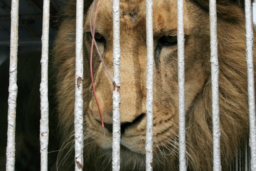 Zoológico de Copenhague sacrifica a cuatro leones para dar cabida a arribo de nuevo macho