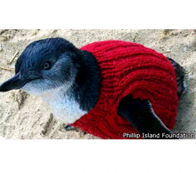 Suéters para salvar la vida de pingüinos bebé