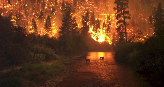 Confirman octava muerte por incendios forestales: Murió una persona en Santa Olga