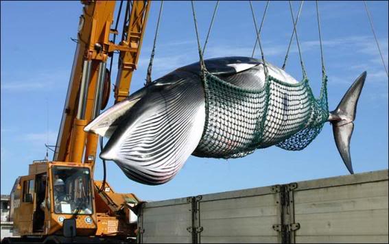 Japón no descarta seguir cazando ballenas y anuncia que estudiarán cómo responder a prohibición de la CIJ