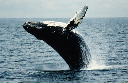 Canadá quiere retirar a la ballena jorobada de la lista de especies amenazadas