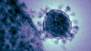 Científicos identifican anticuerpos del coronavirus