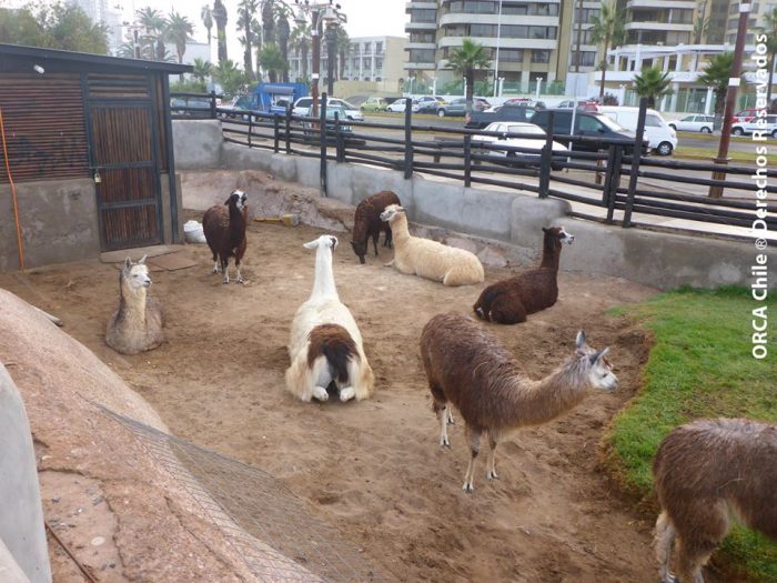 Animalistas denuncian que en Iquique no se evacuó a los animales de un parque temático de Playa Cavancha