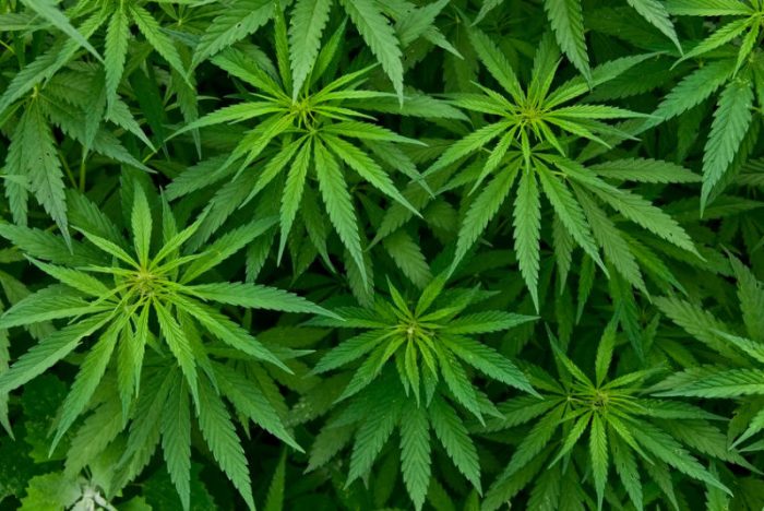 Alcalde de La Florida pedirá permiso al SAG para cultivar cannabis a favor de enfermos de cáncer