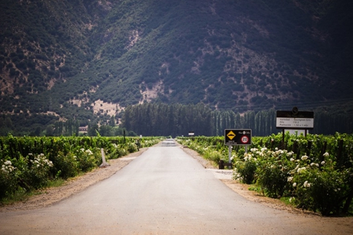 Un viaje a la historia del vino chileno en el valle de Colchagua