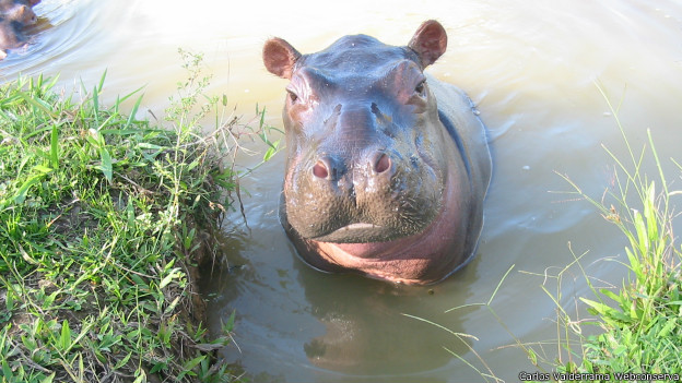¿Qué hacer con los hipopótamos de Pablo Escobar?