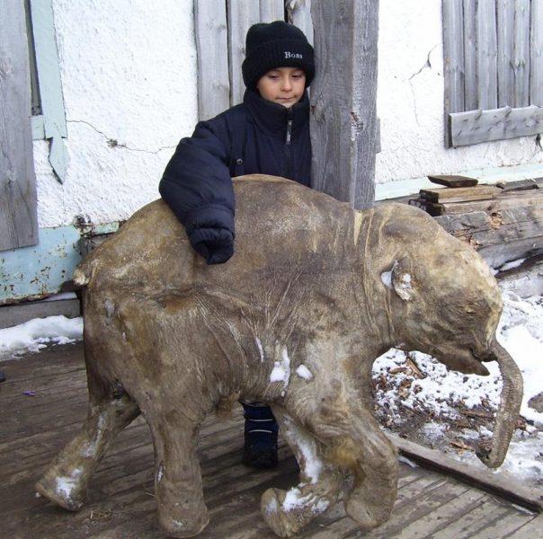 Una cría de mamut de sólo un mes se expone por primera vez en Europa
