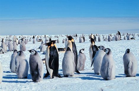 Encuentran virus de gripe aviar en pingüinos de la Antártica