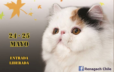 Gatos de todo Chile compiten este fin de semana en el XVI Show Felino Renagach