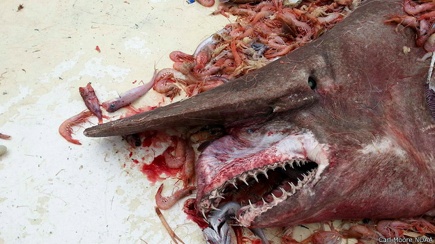 Pescan un rarísimo tiburón duende en Florida