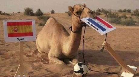 El camello Shaheen predice desde Dubai los resultados del Mundial