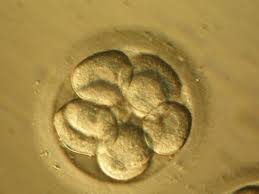 Gobierno de EE.UU. aprueba aparato que ayuda a elegir embrión en laboratorio