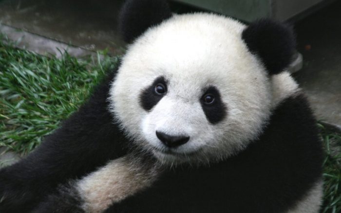 Autoridades chinas prohíben usar osos panda como adivinos de resultados del Mundial