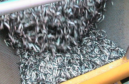 Pescadores artesanales valoran veda de sardina y anchoveta en la Región del Bío Bío