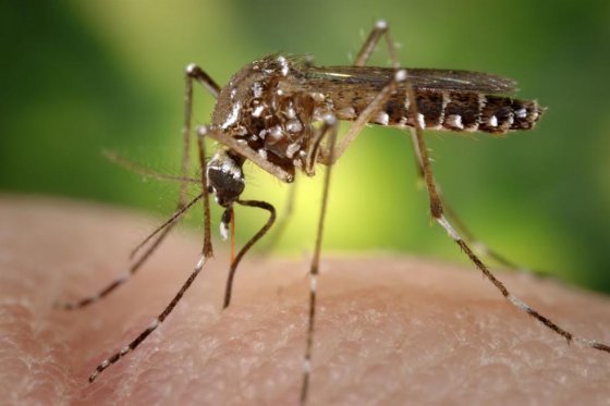 El virus chikunguña ya deja 21 muertos y 4.756 infectados en Latinoamérica