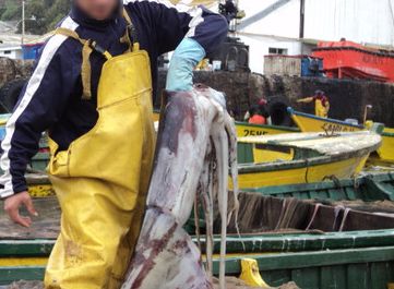 Trabajadores pesqueros: «Subsecretario Súnico falta a la verdad sobre acuerdo por captura de jibia»