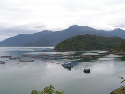 Oceana denuncia que salmoneras usaron 450 toneladas de antibióticos en 2013