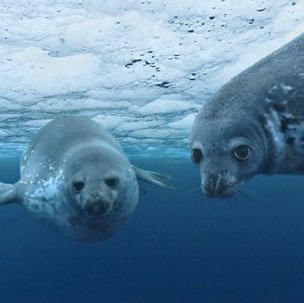 Lanzan atlas de la Antártica que documenta por primera vez 9 mil especies marinas
