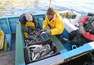 Pescadores califican de insuficiente medida para «proteger» la merluza común