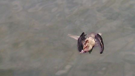 Denuncian muerte de cientos de aves marinas en redes de pesca en Arica
