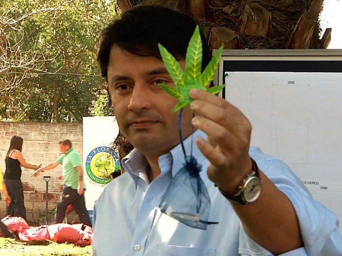 Alcalde de La Florida planta primera semilla de marihuana para cultivo con fines medicinales