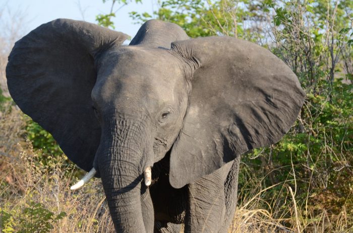 Pareja escapa de ataque de elefantes en Zimbabue tras gritar «lo siento»