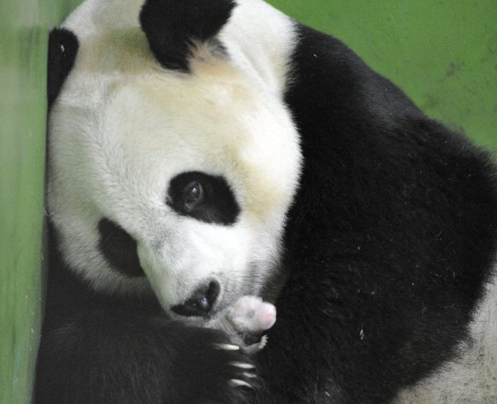 Fotos: El nacimiento de trillizos panda que enterneció al mundo