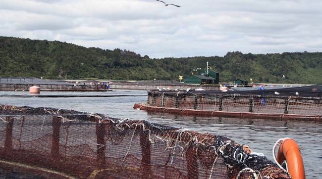 Acciones de pesqueras se disparan entre 5 y 12 por ciento ante prohibición rusa a importaciones de salmón noruego