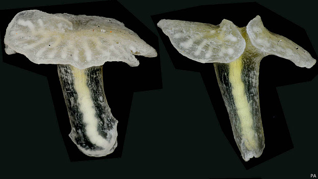 Extraño animal de las profundidades desafía a los biólogos