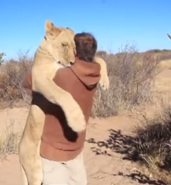 El mejor abrazo del mundo: leona reconoce a su antiguo cuidador y se lanza sobre él