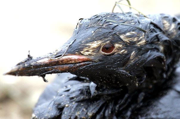 SAG evaluará impacto de derrame de petróleo en aves y especies marinas de Quintero