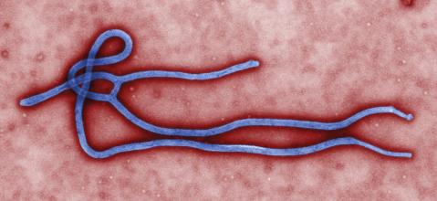 Las claves para entender la amenaza del ébola