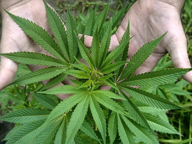 «Cogollos mil»: primera cosecha de marihuana del municipio de La Florida estará lista en abril