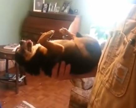 «Congelado», perro se queda tieso cuando es tomado en brazos