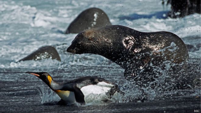 Por qué hay focas que quieren copular con pingüinos