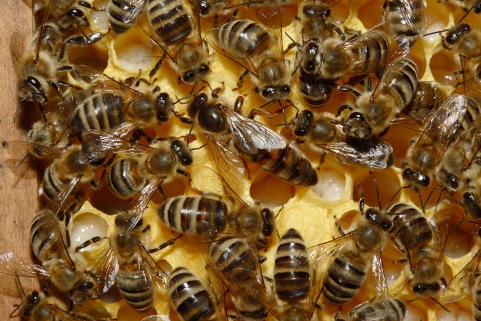 Por primera vez en Chile se inseminan abejas reina con semen de zánganos para conservar la especie