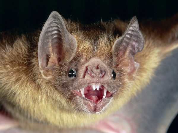 Revelan nuevos detalles sobre la «brújula interna» de los murciélagos